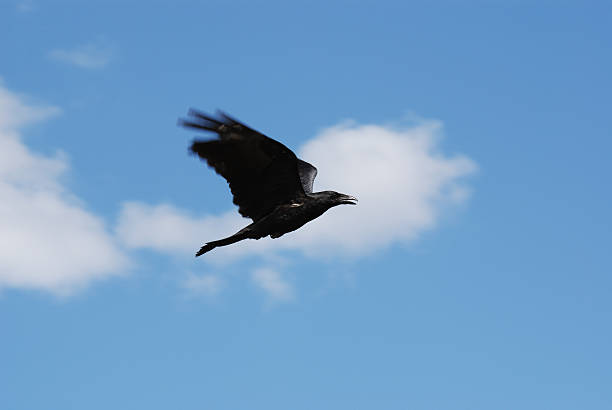 Black Crow In Flight stock photo