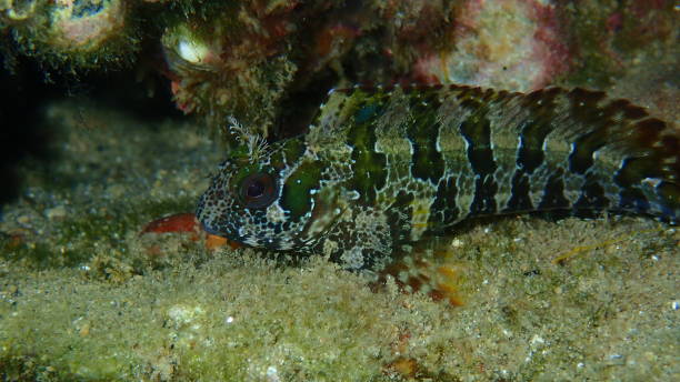 istock Tompot blenny (Parablennius gattorugine) close-up undersea, Aegean Sea 1442274420