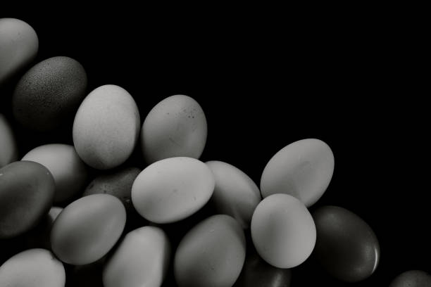 istock Chicken egg art in black and white 1442274562