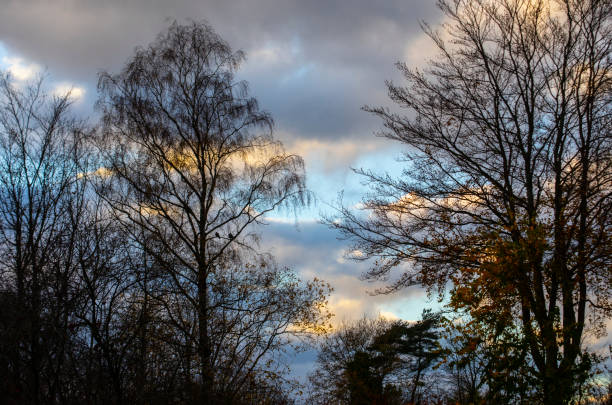 istock Trees with Pigeons in Sunset Silhouette 1442274659