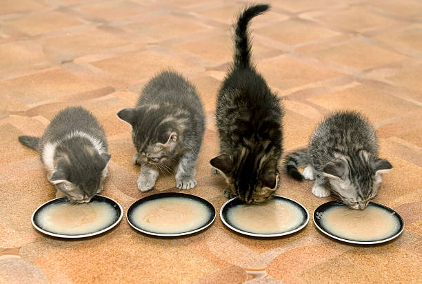 Kittens 스톡 사진