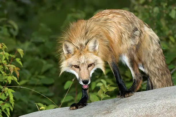 Red fox telephoto shot
