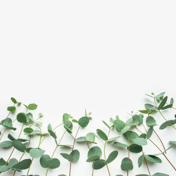 istock White background with sprigs of fresh eucalyptus 1442275856