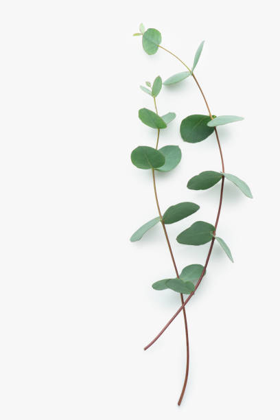 istock A branch of eucalyptus with a craft envelope on a white isolated background 1442275942