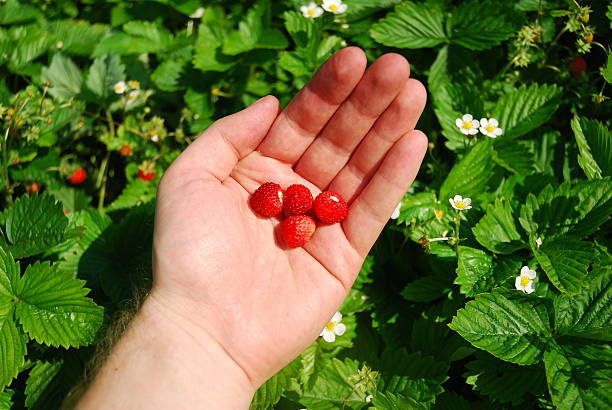 ワイルドなストロベリー - wild strawberry ストックフォトと画像