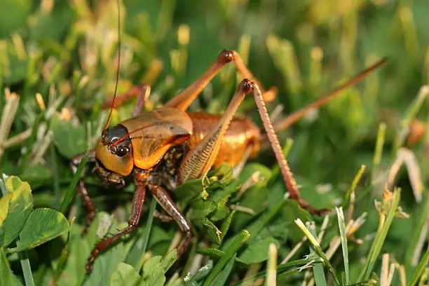 Mormon Cricket wandering through grass