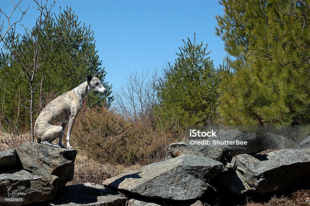 Whippet sur Mur de pierres - Photo de Canidés libre de droits