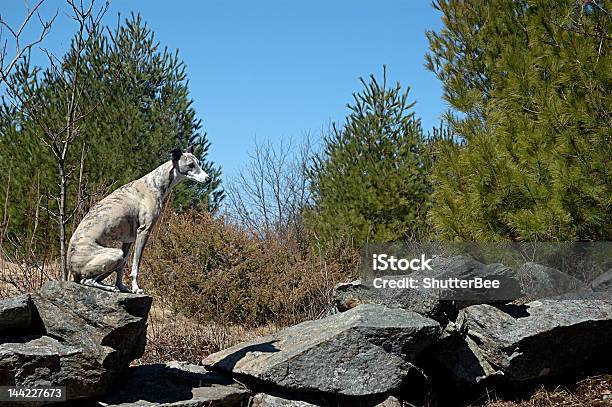 Photo libre de droit de Whippet Sur Mur De Pierres banque d'images et plus d'images libres de droit de Canidés - Canidés, Chien, Horizontal