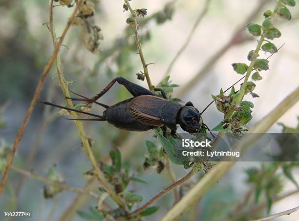 Cricket Stock Photo - Download Image Now - Animal Antenna, Animal Body Part, Animal Leg