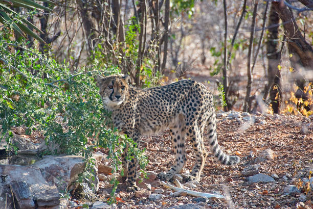 istock Cheetah in a refuge in Namibia 1442277737