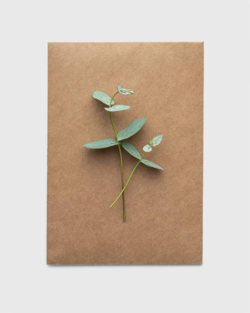 istock A branch of eucalyptus with a craft envelope on a white isolated background 1442277969