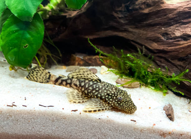 Fish Ancistrus - Catfish in a home freshwater aquarium. Fish Ancistrus - Catfish in a home freshwater aquarium with a green Anubias plants pleco stock pictures, royalty-free photos & images