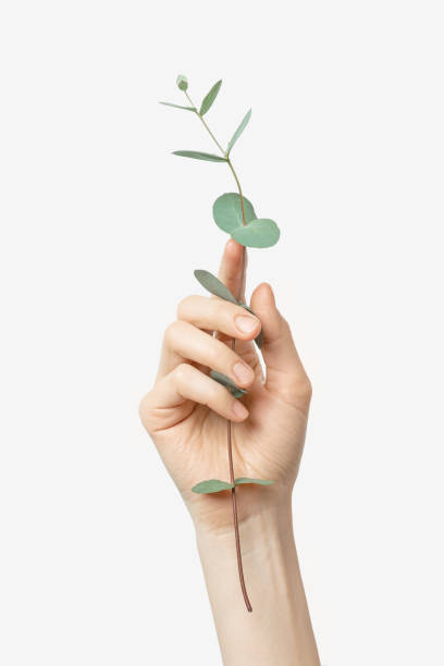 istock Female hand with eucalyptus on a gray background 1442278331