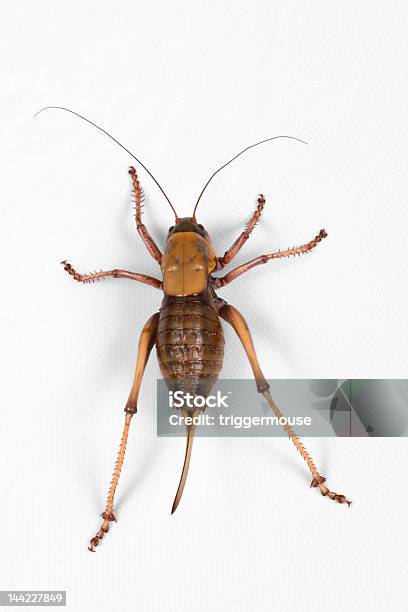 Birds Eye View De Mormón Cricket Sobre Fondo Blanco Foto de stock y más banco de imágenes de Mormonismo