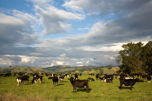 A herd of friesian cows grazing on a Waikato farm, New Zealand