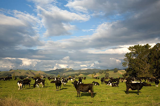 New Zealand herd of dairy cows. A herd of friesian cows grazing on a Waikato farm, New Zealand waikato region stock pictures, royalty-free photos & images