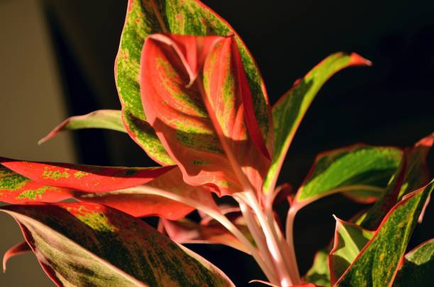 Lipstick red Aglaonema plant planted in a pot.India monsoon season.One of the most beautiful ornamental house plant.Air purifier indoor plants.Needs minimal care.Considered as the lucky plant fengshui. planta de lápiz labial rojo aglaonema plantada en una maceta. temporada de monzones en la india. una de las plantas ornamentales de interior más bellas. purificador de aire plantas de interior. necesita cuidados mínimos. considerada como la planta afort