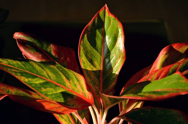 Lipstick red Aglaonema plant planted in a pot.India monsoon season.One of the most beautiful ornamental house plant.Air purifier indoor plants.Needs minimal care.Considered as the lucky plant fengshui. planta de lápiz labial rojo aglaonema plantada en una maceta. temporada de monzones en la india. una de las plantas ornamentales de interior más bellas. purificador de aire plantas de interior. necesita cuidados mínimos. considerada como la planta afort