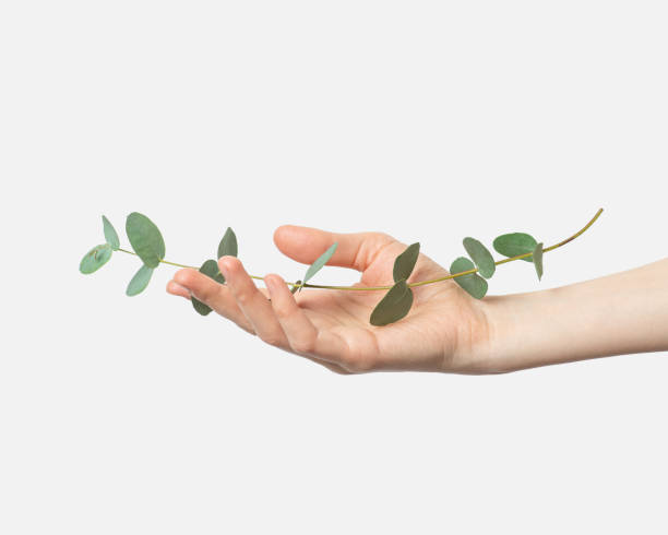 istock Female hand with eucalyptus on a gray background 1442279558