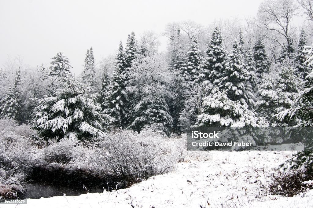 Narnia Snow on trees in forest Color Image Stock Photo
