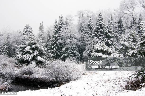 Narnia Stock Photo - Download Image Now - Color Image, Evergreen Tree, Forest