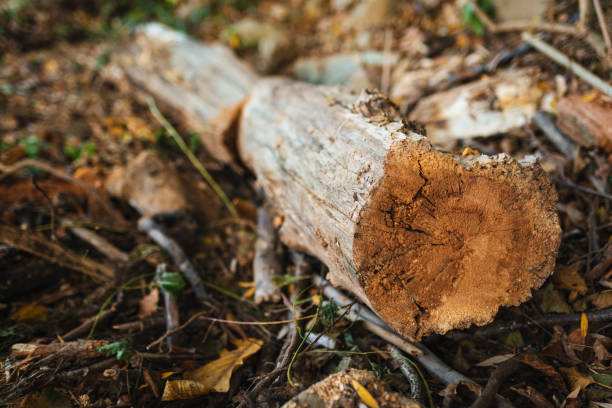 Deforestation. Wood trunks in the forest. Global issues.