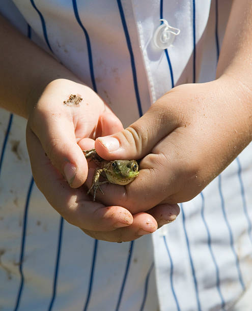 Hands Holding Frog stock photo