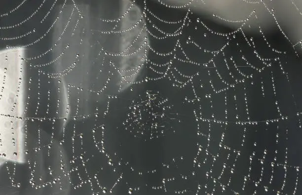 Close shot of dewdrops on a spiderweb.