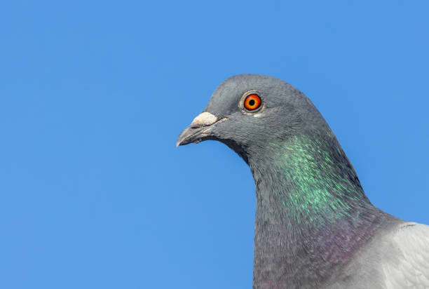 piccione selvatico (columba livia domestica o columba livia forma urbana) - in der stadt foto e immagini stock