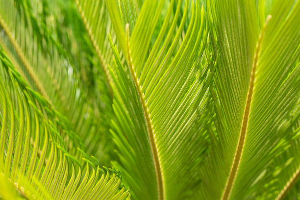 istock Some lush green leaves. 1442281212
