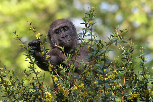 горилла - gorilla west monkey wildlife стоковые фото и изображения