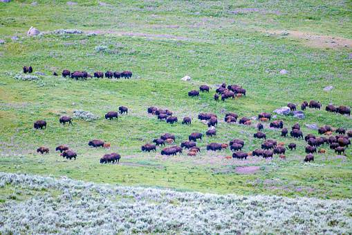 Large herd of bison (buffalo) and many calves moving to new grounds in Lamar Valley, Yellowstone National Park, Northwestern Wyoming, USA.
