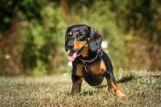 istock Mini Dachshund standing and looking away with tongue out 1442285093