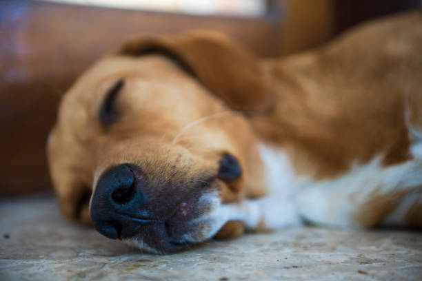 bezpański pies leży na ulicy - dog lying down tired street zdjęcia i obrazy z banku zdjęć