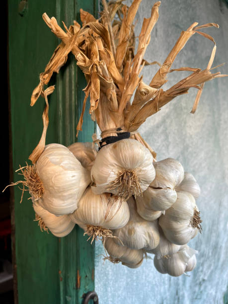 крупный план сушеного чеснока, приклеенного к месту, висящему на стене - garlic hanging string vegetable стоковые фото и изображения