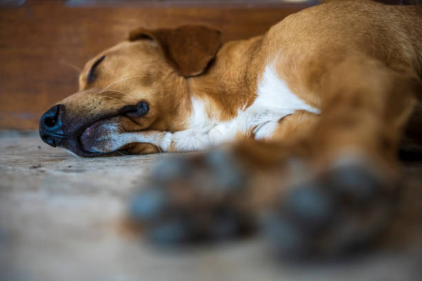 bezpański pies leży na ulicy - dog lying down tired street zdjęcia i obrazy z banku zdjęć