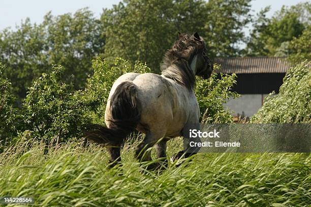 Tiefgang Horse Racing Stockfoto und mehr Bilder von Belgien - Belgien, Belgische Kultur, Beneluxländer