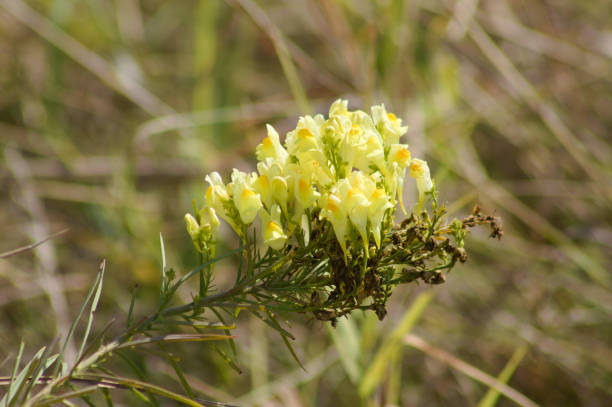 istock Closeup of butter-and-eggs flower with selective focus on foreground 1442285728
