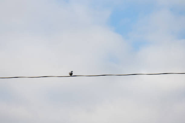 Dove sitting on a power line.