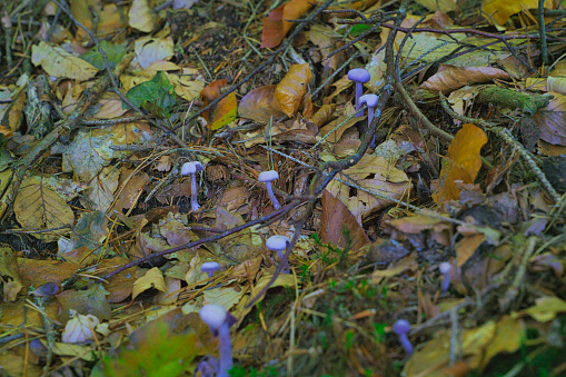 Amethyst deceiver, Laccaria amethystina, purple violet mushrooms in the wood in autumn