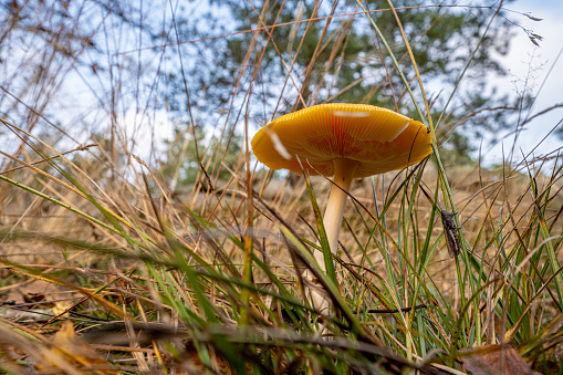 Fly agaric Amanita muscaria viewed fron the underside.