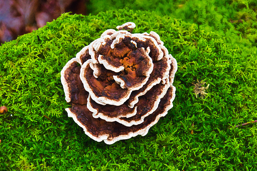 a tree mushroom that looks like a rose on a mossy tree stump