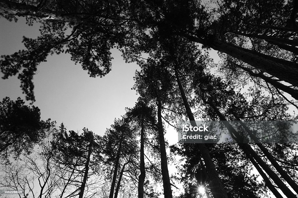 Cuore - Foto stock royalty-free di Albero