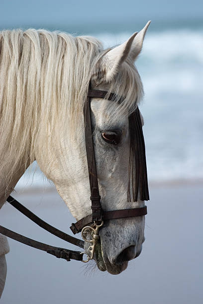 istock Horse portrait 144228837