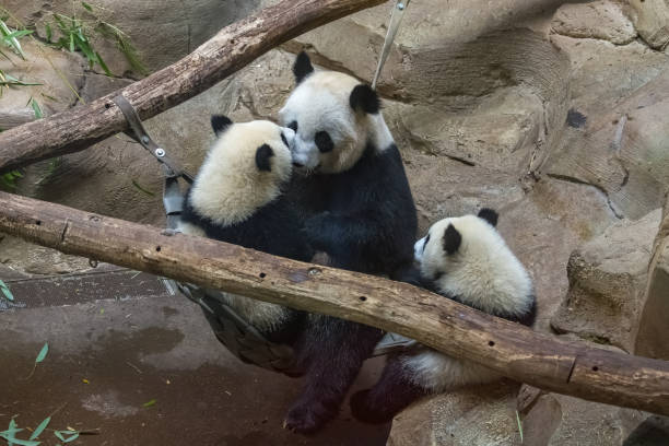 istock Giant pandas, baby panda and her mom 1442288526