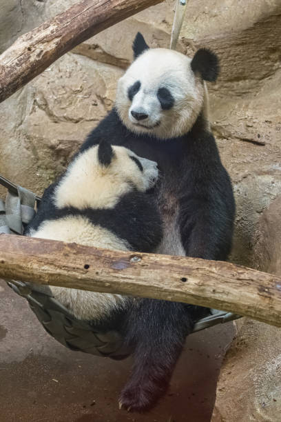 istock Giant pandas, baby panda and her mom 1442288537