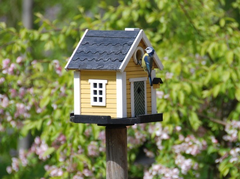 Bird house in a neighborhood tree in Loudoun County.