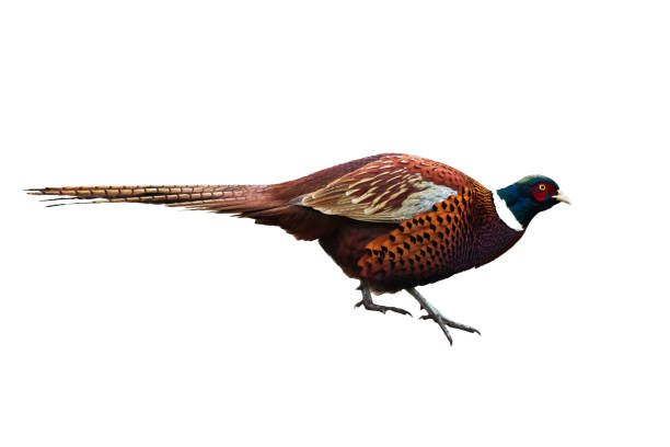 istock Common pheasant Phasianus colchius Ring-necked pheasant isolated on white background 1442288658