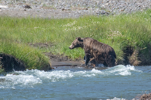 Grizzly bear going ashore after swimming across the Lamar River in Yellowstone National Park, western Wyoming, USA.