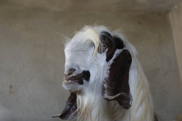 Free picture: The Damascus goat or Aleppo, Halep, Baladi or Shami, a ...